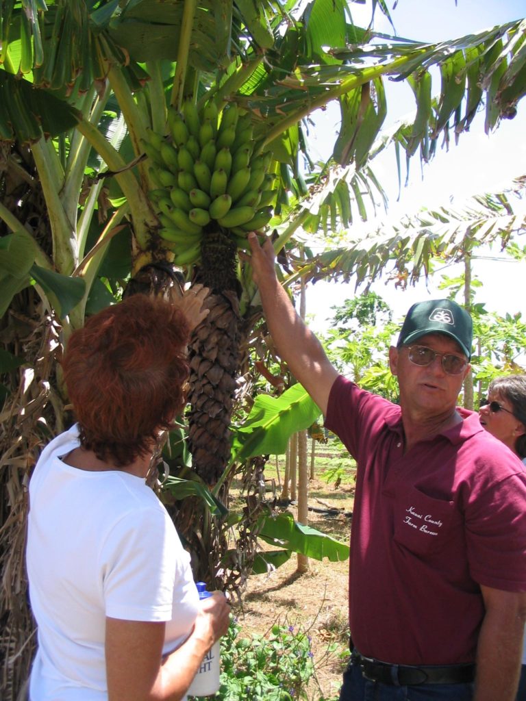hawaii organic bananas
