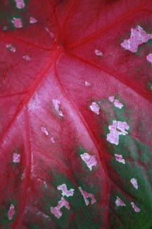 hawaii begonia leaf